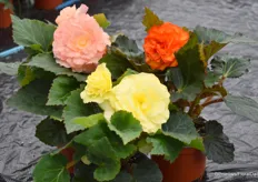 In the green-leaved ones, there are also 3 new varieties, the Nonstop Peach Shades, Flame, and Lemon.