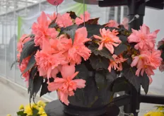 The new Nonstop Joy Mocca Rose comes from the Nonstop Joy series. The series consists of dark and green-leaved hilly Begonias.