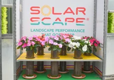 The Solar Scape is the first interspecific impatiens from seed. It is non-branded and there are no royalties or marketing costs to be paid. The variety is very heat resistant and has, as can be seen through the glass tubes, very good rooting. Should they get thirsty, they have a good bounce back with a sip of water.