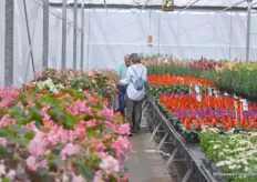 Marco Laan, Product Manager, at Hem Genetics led his customers through the greenhouse.
