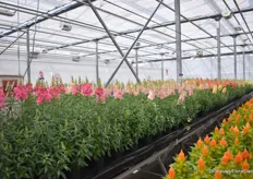 On the left in the photo, many tables with Double Shot can be seen. A new series of double-flowered Snapdragon. The series has heavy branches, performs well in the garden but can also be cultivated to be used as cut flowers for a short bouquet. The stems reach about 60 centimeters, which is slightly shorter than the original cut snapdragons. But for many bouquets, that is not a problem.