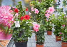 The Sundaville Double Blush Red and Pink. The double-flowered Sundaville were introduced last year, with the Pink becoming the Gold Medal Winner of Fleuroselect.