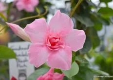 The double-flowered Sundaville Double Blush Pink by MNP Flowers.