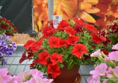 The Surfinia Trailing Big Red was also introduced last year and is available this season.