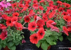 The Trilogy Red Gen 2 from Takii Europe is a uniform series of primary colors to become even more attractive as a Petunia breeder. For Europe, this new variety is only available through Schneider Youngplants.
