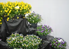 For larger hanging pots, Takii has the Beacon. This variety is early flowering and has a larger flower than the regular small-flowered viola. Takii has started with 3 colors: Yellow, Blue Yellow Lip, and the Beacon.