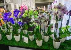 Silver Vase Chameleon orchids