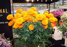 One of Exceptional Africalla Kenya’s highlights at the show: Marigold