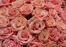 These roses are called Adele