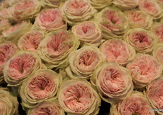 Ballerina Summerhouse