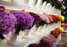 Chrysanthemums from Icon Selections