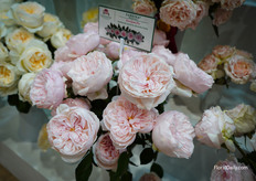 Sabrina from Alexandra Farms