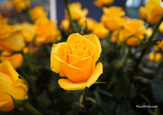 Rose Happy Mood from De Ruiter