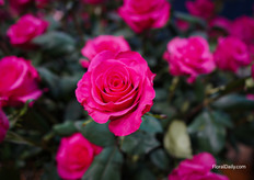 Pink Darling from De Ruiter