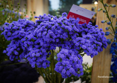 New Ageratum from Ball