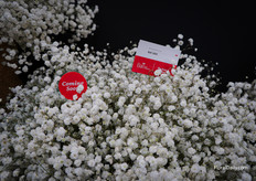 Big, white and new on the market: this gypsophila from Ball