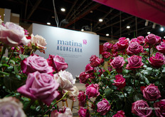 Beautiful roses at the Matina booth