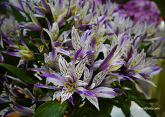 Spider Alstroemeria of Könst