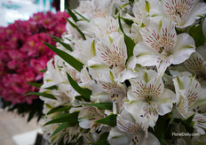 Alstroemeria of La Plazoleta
