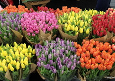 Tulips from Pioneer Flower Farms