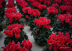 Coral with Edge — neither red nor white, but something in between