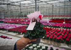 Rosy Glow®, a new variety for next year and a real eye-catcher with its unique sakura pink color.