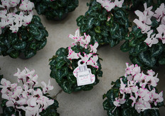 Absolu® de Morel, the well-known scented cyclamen. Seeds are widely available. From next year also in larger pot sizes (13 and 15).