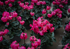 Clochette®, so far in salmon color; when the sun shines, the bells open