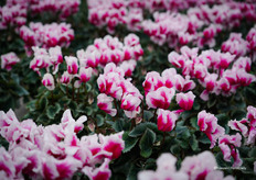 Abanico, fringed and bicolor — suitable for the end of the Dutch season (December–January). The only one of its kind on the market.