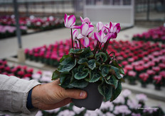 A true “Ah, voilà” case — the breeders shrugged, but all visitors stopped to look.