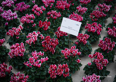 Fantasia® Magenta Winter