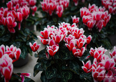 Fantasia® Red Winter