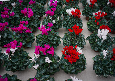 Novelty duos: white and pink