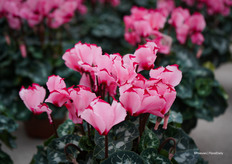 Victoria Salmon in midi size flower — a color not yet seen on the market