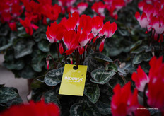 Indiaka®, a flower that starts white and gradually develops color. The Red color is now available in MIDI+ and the minis are coming! Suitable for pot size 13 and 10.5 for the minis.