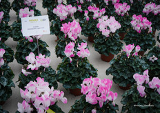 Indiaka® Light Rose — depending on the weather, the flower shows more or less color.