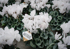 Metalis, the most requested cyclamen for Christmas. White remains the most important color, though red also plays a big role during the season.
