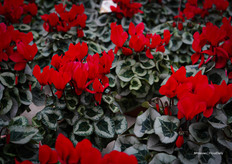 And ofcourse red can't be missed for Christmas