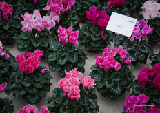 Flamed Mix of various colors