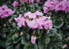 Falbala, with the advantage that it can be grown from pot size 9 up to 16–17 cm