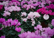 Petit Moulin® now carries a certificate guaranteeing 100 days of flowering — an important selling point for consumers.