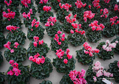 Curly® Litchi in rose and salmon shades