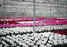 A look inside the trial greenhouse