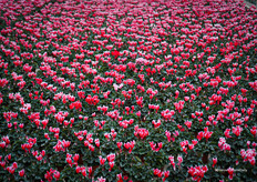 Arctic Red, a variety that John Mostert is growing for retail