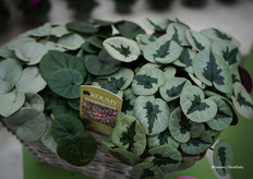 The various leaf colors of the Koumy® series