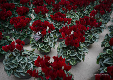 Tuxedo®, a cyclamen with silver foliage and magenta flowers