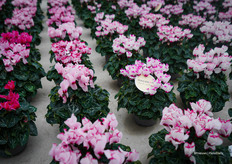 Victoria, in pré-introduction in the new Macaron® series: known for the crown on top of the flower