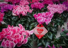 Bisous®, the first to bloom in England, the Netherlands, and Germany. From sowing to flowering takes 22–24 weeks.