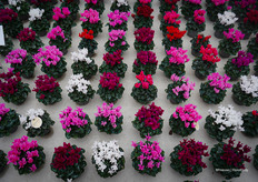 Macaron® mixes for northern and southern markets — with more red shades needed for Spain, Italy, and Portugal than for Northern Europe.