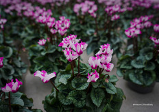 Origami®, mainly for the Asian market